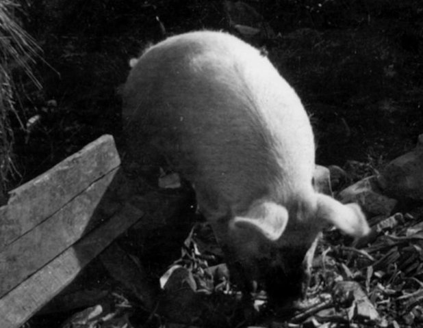 Mary and Ken Searles Pet Pig, Clarabel